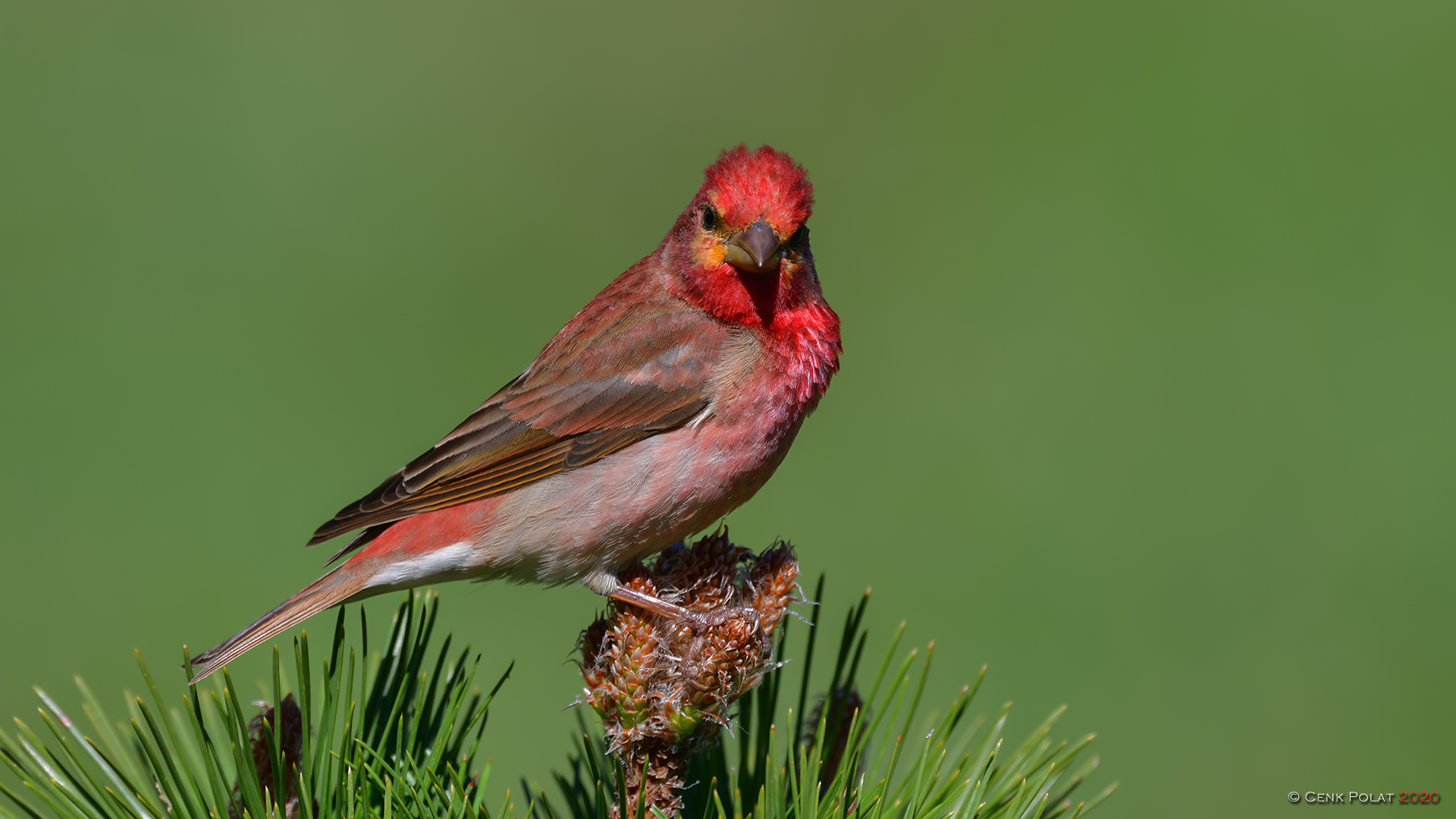 Common Rosefinch